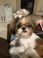 KitKat, a female Shih Tzu for sale in San Jose, CA – Photo 7 of 7