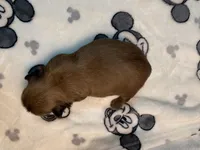 KitKat, a female Shih Tzu for sale in San Jose, CA – Photo 6 of 9