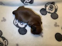 KitKat, a female Shih Tzu for sale in San Jose, CA – Photo 2 of 7