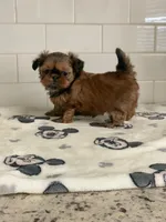KitKat, a female Shih Tzu for sale in San Jose, CA – 4 of 8