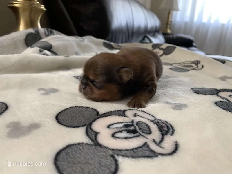 KitKat – Shih Tzu puppy for sale in San Jose, CA