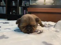 KitKat, a female Shih Tzu for sale in San Jose, CA – Photo 1 of 9