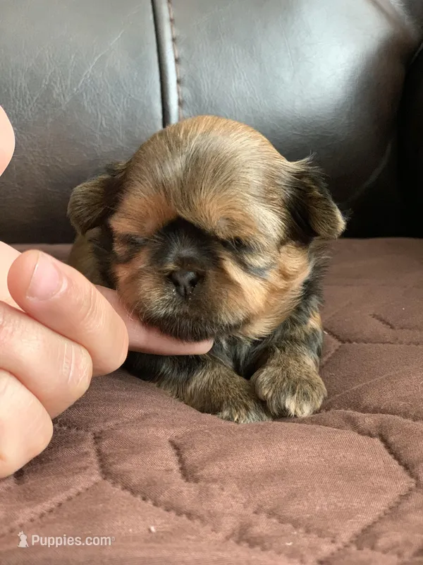 KitKat – Shih Tzu puppy for sale in San Jose, CA