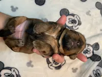 KitKat, a female Shih Tzu for sale in San Jose, CA – Photo 4 of 9