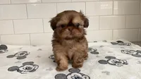Hazel, a female Shih Tzu for sale in San Jose, CA – 3 of 9