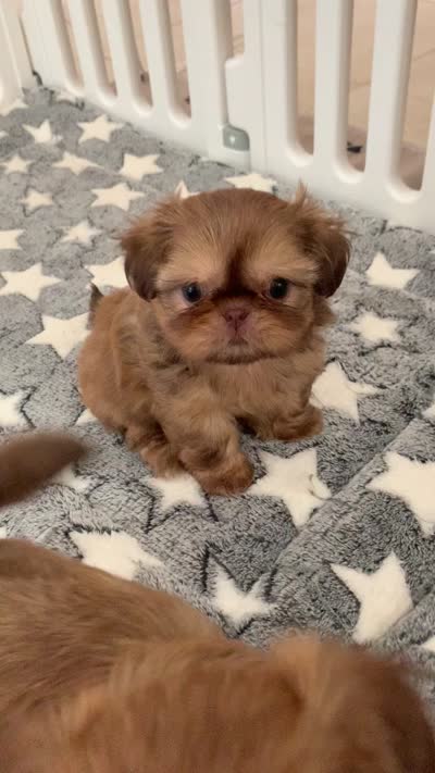 Willow , a female Shih Tzu for sale in San Jose, CA – 8 of 9