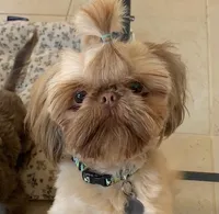 Hazel, a female Shih Tzu for sale in San Jose, CA – 7 of 9
