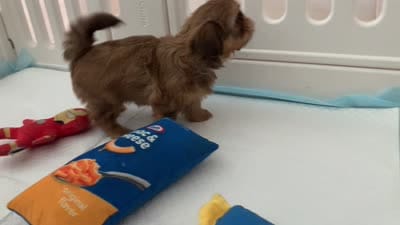 Willow , a female Shih Tzu for sale in San Jose, CA – 9 of 9