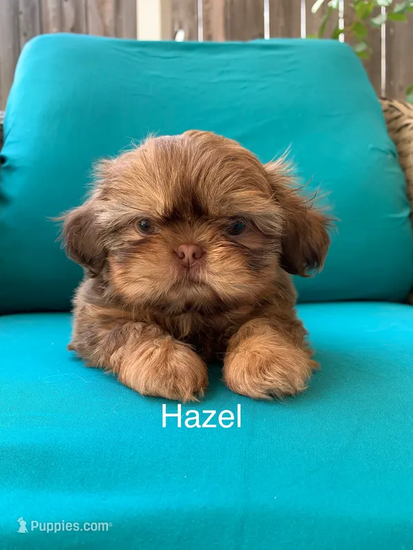 Hazel – Shih Tzu puppy for sale in San Jose, CA