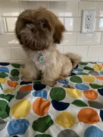 Amber, a female Shih Tzu for sale in San Jose, CA – 6 of 8
