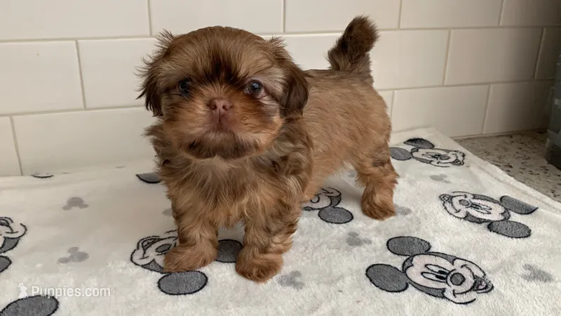 Hazel – Shih Tzu puppy for sale in San Jose, CA