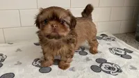 Hazel, a female Shih Tzu for sale in San Jose, CA – 1 of 9