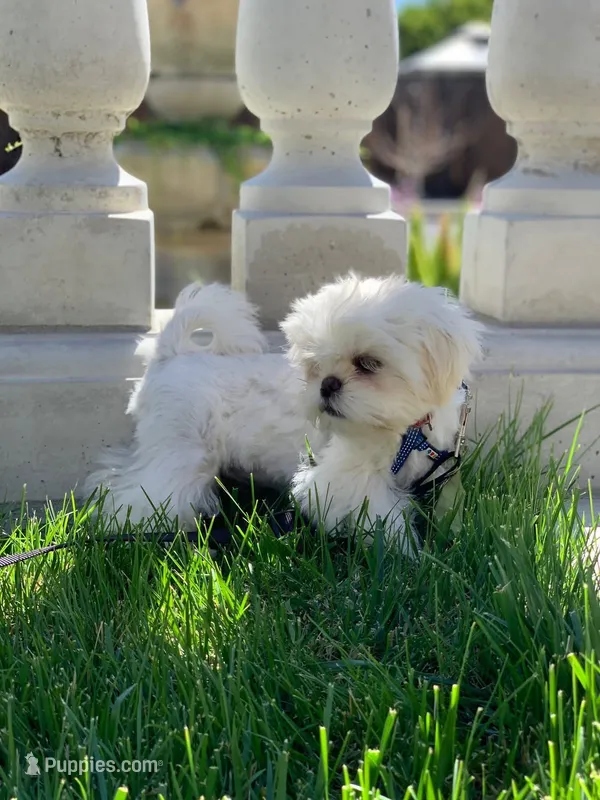 Tofu  – Shih Tzu puppy for sale in San Jose, CA