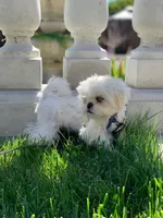 Tofu , a female Shih Tzu for sale in San Jose, CA – 1 of 10