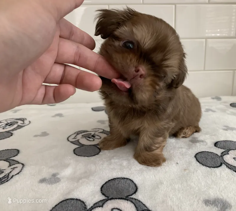 Jasper – Shih Tzu puppy for sale in San Jose, CA
