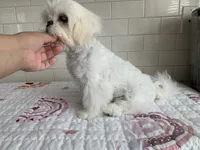 Tofu , a female Shih Tzu for sale in San Jose, CA – 3 of 10