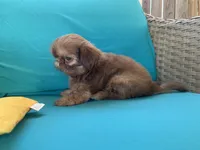 Imperial Jasper, a male Shih Tzu for sale in San Jose, CA – 4 of 10