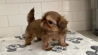 Hazel, a female Shih Tzu for sale in San Jose, CA – 2 of 9