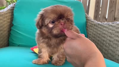 Imperial Jasper, a male Shih Tzu for sale in San Jose, CA – 2 of 10