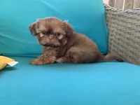 Imperial Jasper, a male Shih Tzu for sale in San Jose, CA – 9 of 10