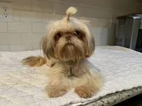 Jasper, a male Shih Tzu for sale in San Jose, CA – 8 of 8
