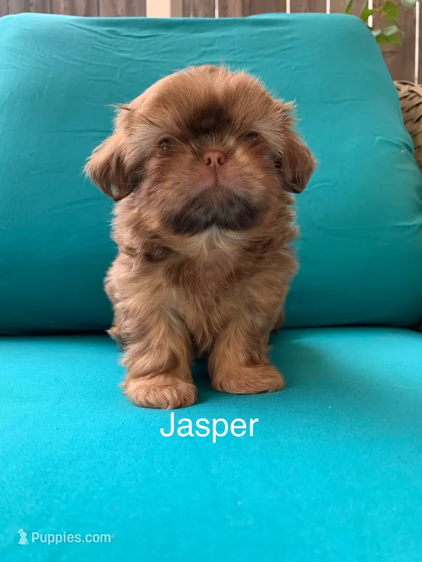 Jasper – Shih Tzu puppy for sale in San Jose, CA