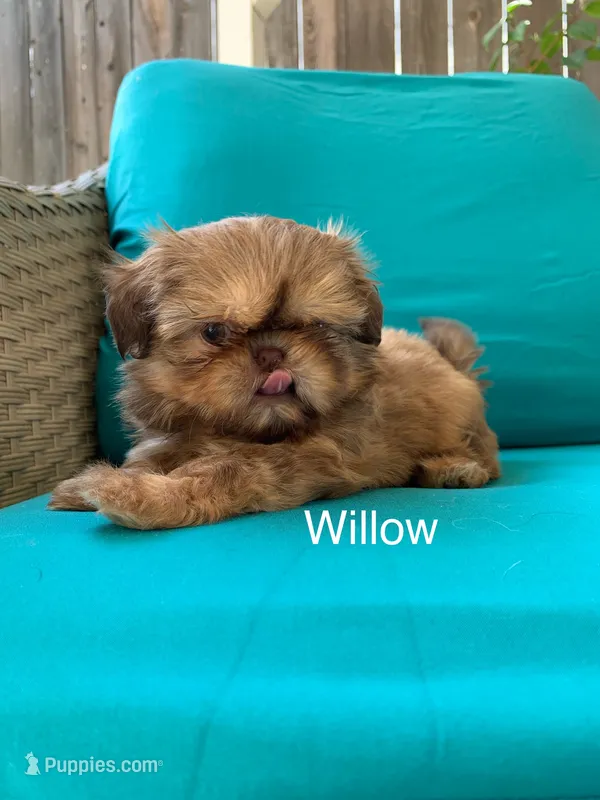 Willow  – Shih Tzu puppy for sale in San Jose, CA