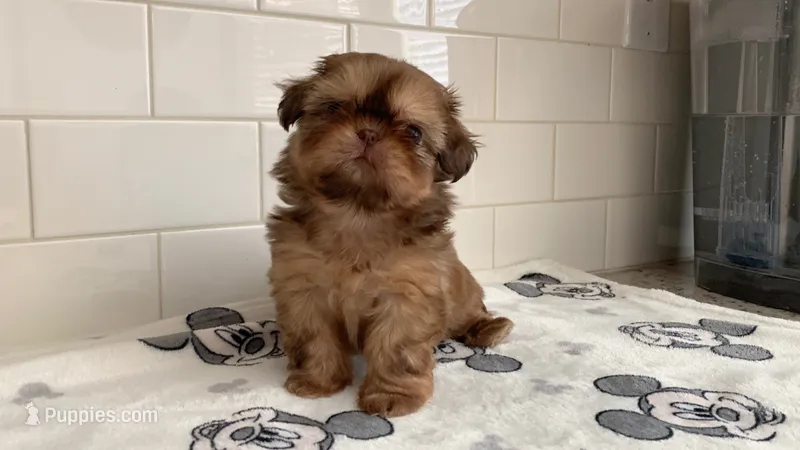 Willow  – Shih Tzu puppy for sale in San Jose, CA