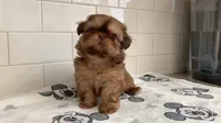 Willow , a female Shih Tzu for sale in San Jose, CA – 1 of 9