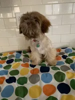 Amber, a female Shih Tzu for sale in San Jose, CA – 4 of 8