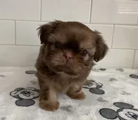 Jasper, a male Shih Tzu for sale in San Jose, CA – 4 of 8