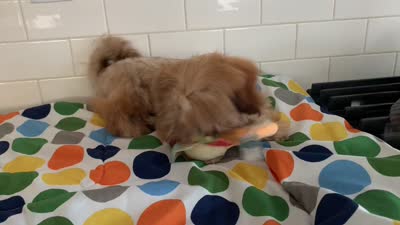 Amber, a female Shih Tzu for sale in San Jose, CA – 8 of 8