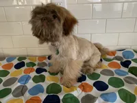 Amber, a female Shih Tzu for sale in San Jose, CA – 7 of 8