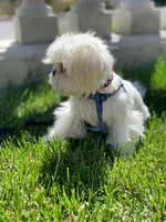 Tofu , a female Shih Tzu for sale in San Jose, CA – 2 of 10