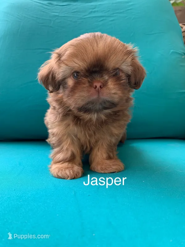 Imperial Jasper – Shih Tzu puppy for sale in San Jose, CA