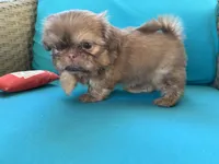 Imperial Jasper, a male Shih Tzu for sale in San Jose, CA – 8 of 10
