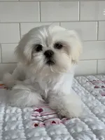 Tofu , a female Shih Tzu for sale in San Jose, CA – 9 of 10