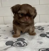 Jasper, a male Shih Tzu for sale in San Jose, CA – 2 of 8