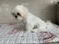 Tofu , a female Shih Tzu for sale in San Jose, CA – 7 of 10