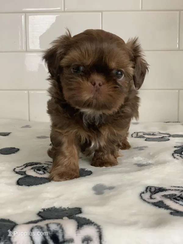 Chewy – Shih Tzu puppy for sale in San Jose, CA