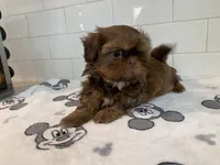 Chewy, a male Shih Tzu for sale in San Jose, CA – 2 of 9