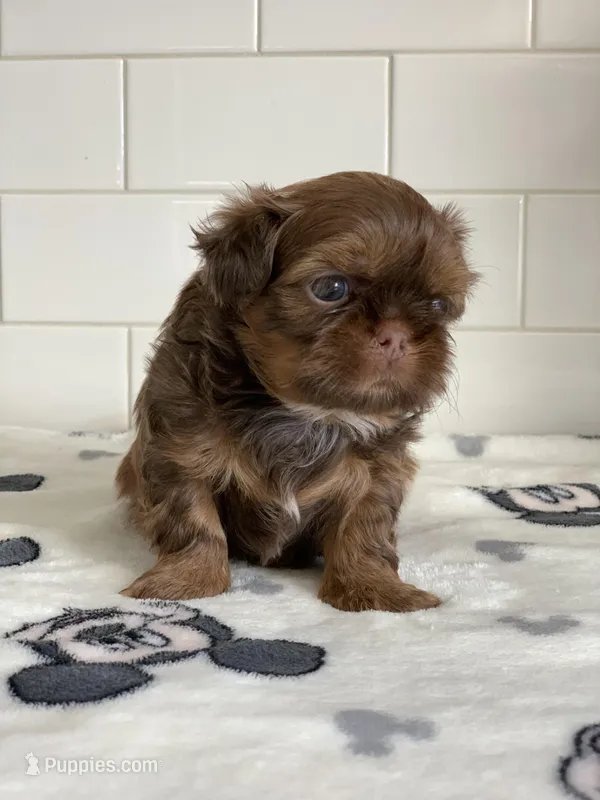 Chewy – Shih Tzu puppy for sale in San Jose, CA