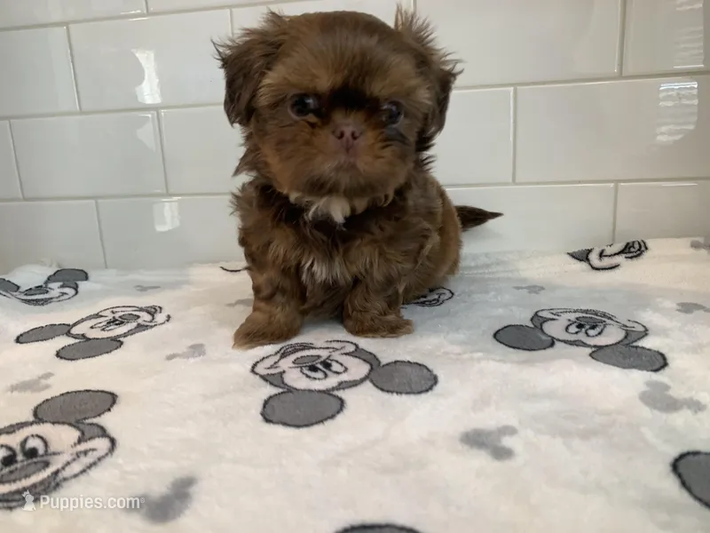 Chewy – Shih Tzu puppy for sale in San Jose, CA