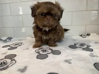 Chewy, a male Shih Tzu for sale in San Jose, CA – 1 of 9