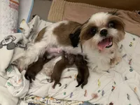 Chewy, a male Shih Tzu for sale in San Jose, CA – Photo 4 of 7