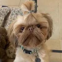 Chewy, a male Shih Tzu for sale in San Jose, CA – Photo 6 of 9