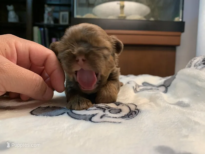 Chewy – Shih Tzu puppy for sale in San Jose, CA