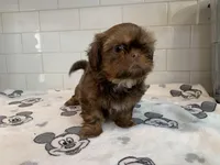 Chewy, a male Shih Tzu for sale in San Jose, CA – 5 of 9