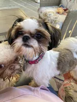 Chewy, a male Shih Tzu for sale in San Jose, CA – Photo 6 of 7