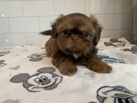 Chewy, a male Shih Tzu for sale in San Jose, CA – 3 of 9